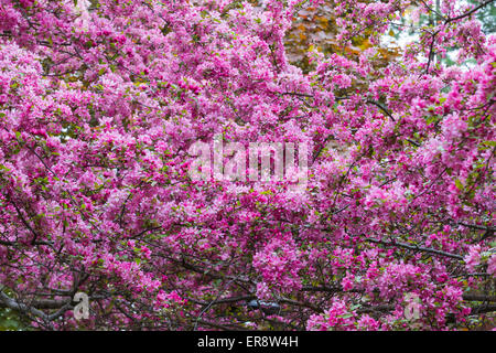 Fleurs de pommier au printemps background Banque D'Images