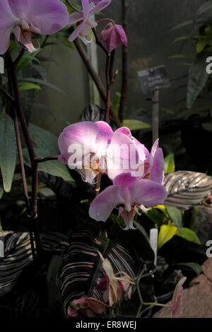 PHALAENOPSIS ORCHIDÉE PAPILLON Banque D'Images