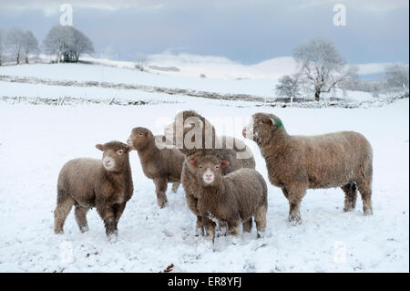 Poll Dorset les moutons et leurs agneaux bravant les conditions hivernales, Wensleydale, UK Banque D'Images