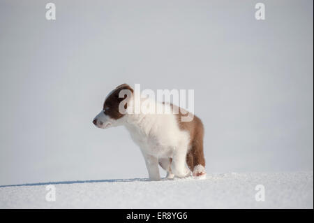 Le rouge et blanc chiot border collie p[pose dans la neige. Le Yorkshire, UK Banque D'Images