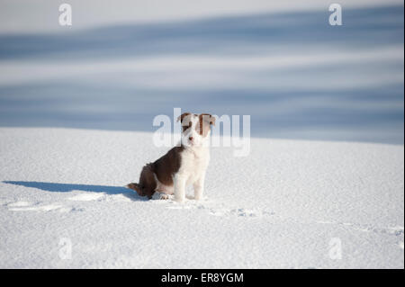 Le rouge et blanc chiot border collie jouent dans la neige. Le Yorkshire, UK Banque D'Images