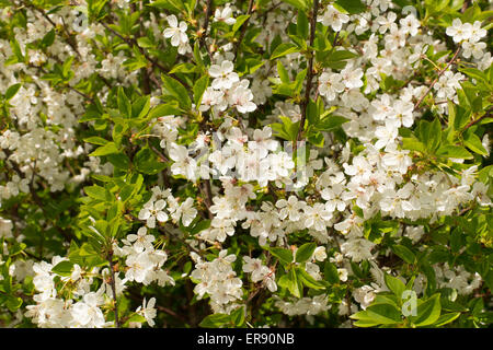 Cherry Blossom tree Banque D'Images