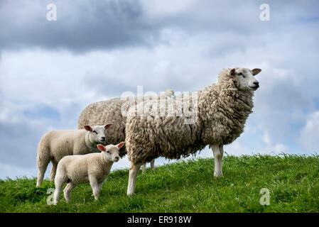 Brebis Texel / Texelaar brebis avec agneaux dans pré sur l'île de Texel, à l'ouest de l'archipel Frison, Hollande du Nord, Pays-Bas Banque D'Images