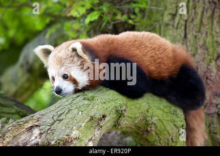 Un petit panda assis sur une branche d'arbre Banque D'Images