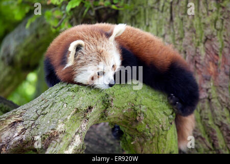 Un petit panda assis sur une branche d'arbre Banque D'Images