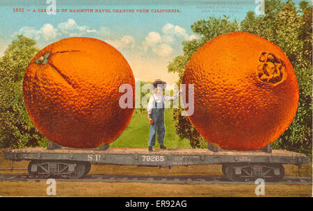 Un wagon de mammoth les oranges navel de Californie Banque D'Images