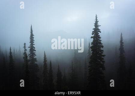 Pins dans le brouillard, à l'Ouragan Ridge, dans la région de Olympic National Park, Washington. Banque D'Images