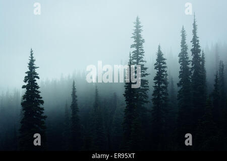 Pins dans le brouillard, à l'Ouragan Ridge, dans la région de Olympic National Park, Washington. Banque D'Images