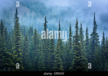 Pins dans le brouillard, à l'Ouragan Ridge, dans la région de Olympic National Park, Washington. Banque D'Images