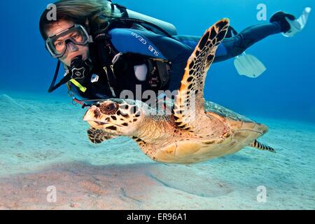 Un plongeur nage à côté d'une tortue imbriquée tortue de mer dans les îles Caïmans. Banque D'Images