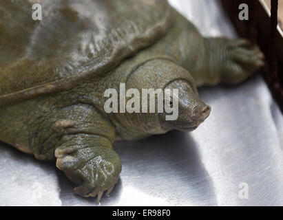 Tortues vivent en vente dans les marchés alimentaires de l'Hanoi Vietnam Banque D'Images