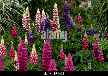 Jardin de lupin, Lupinus polyphyllus, belle plante vivace mauve Banque D'Images