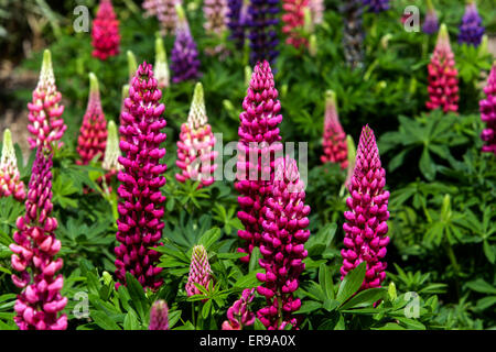 Jardin de lupin, Lupinus polyphyllus, belle plante vivace rouge Banque D'Images