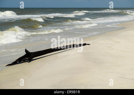 Bois flotté sur la plage du golfe du Mexique sur la péninsule de Fort Morgan du sud de l'Alabama. Banque D'Images