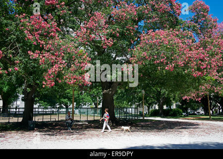 Arbres en fleurs la Plaza San Martin Argentine Buenos Aires Retiro Banque D'Images