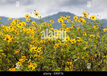 Fleurs jaune avec un fond de collines. Hsipaw, Myanmar (Birmanie) Banque D'Images