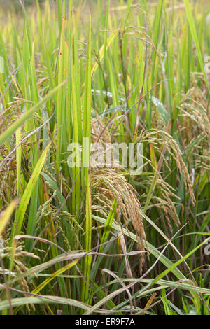 Le riz, prêt pour la récolte, dans un champ de Hsipaw, Nord de la Birmanie (Myanmar). Banque D'Images