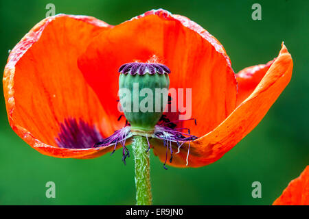 Pavot d'Orient Papaver orientale rouge Banque D'Images