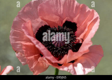 Pavot d'Orient, Papaver pavot fleur rose close up Banque D'Images