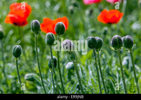 Le Rouge Pavot d'Orient Papaver orientale, fleurs, bourgeons bourgeon Banque D'Images