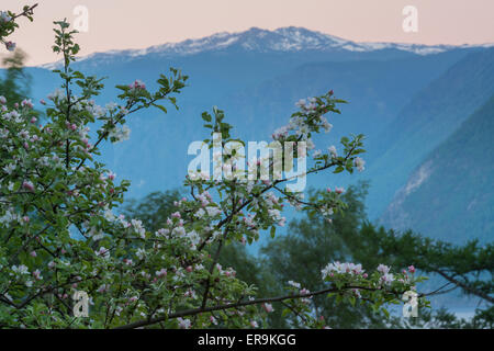 Verger en fleur et l'Altyn trop crête de montagne . La réserve naturelle de l'état de l'Altaï. La Russie Banque D'Images