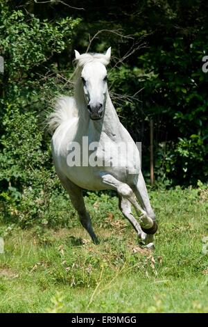 Cheval Arabe au galop Banque D'Images