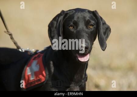 chien de sauvetage Banque D'Images