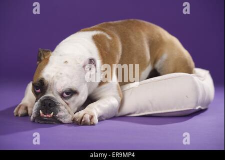 Allongé Bulldog anglais Banque D'Images