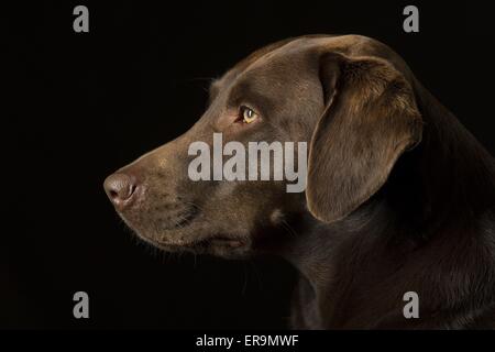 Labrador Retriever Portrait Banque D'Images