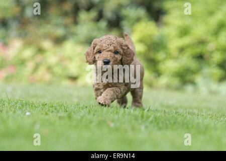 Petit chiot caniche Banque D'Images