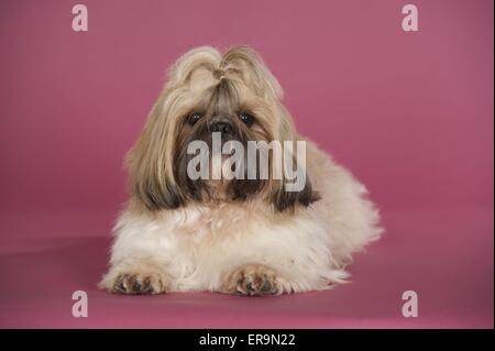 couché de Shih Tzu Banque D'Images