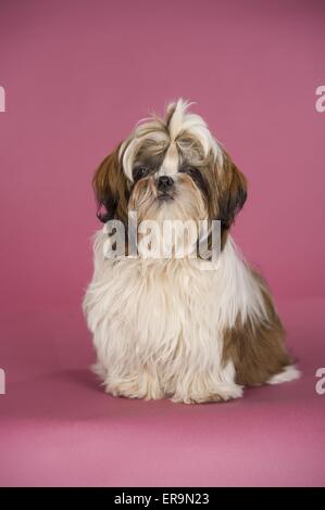 Assis Shih Tzu Banque D'Images