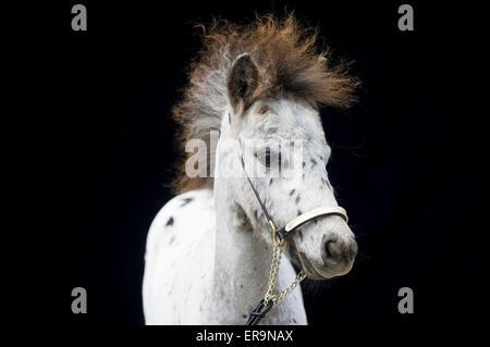 Poney Shetland Miniature Portrait Banque D'Images