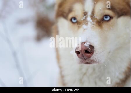 Nez Husky de Sibérie Banque D'Images