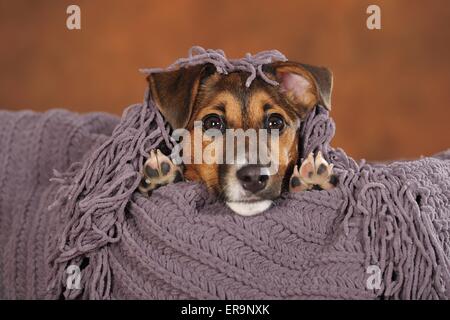 Jack Russell Terrier Portrait Banque D'Images