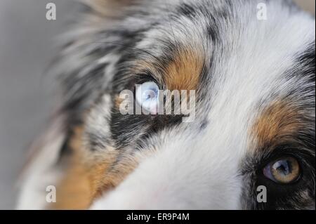 Berger Australien yeux Banque D'Images