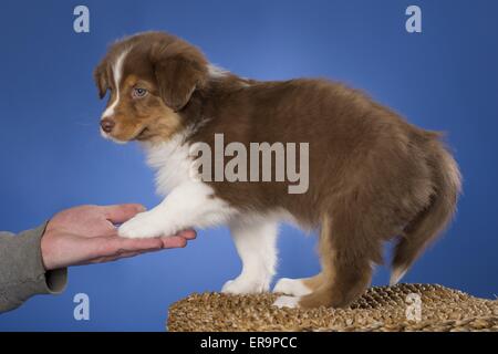 Chiot berger australien Banque D'Images