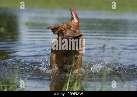 Echelle de Dogue de Bordeaux Banque D'Images