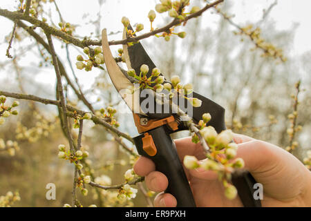 Jardinage du printemps, les travaux dans le jardin, la taille des arbres fruitiers. Banque D'Images