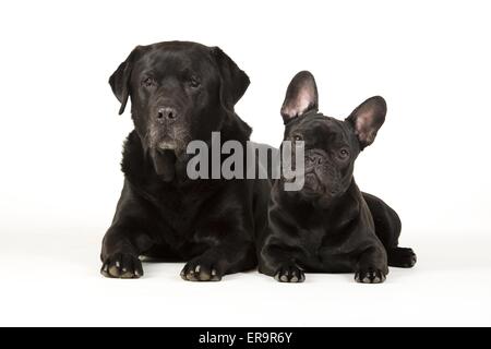 2 chiens Banque D'Images