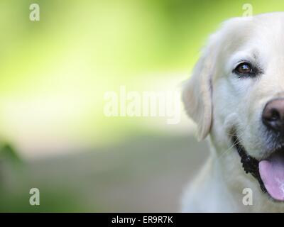 Face Golden Retriever Banque D'Images