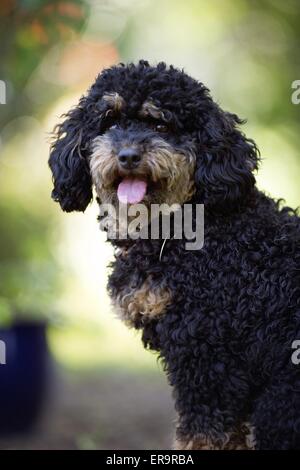 portrait de caniche Banque D'Images