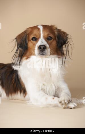 Kooikerhondje couché Banque D'Images