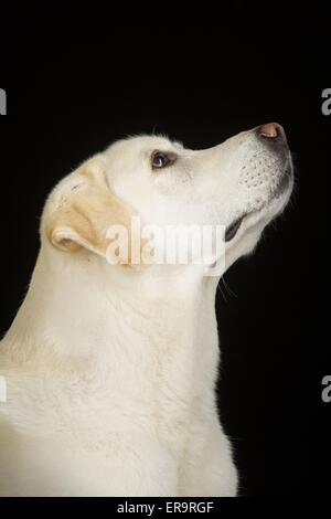 Labrador Retriever Portrait Banque D'Images