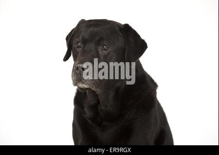 Labrador Retriever Portrait Banque D'Images