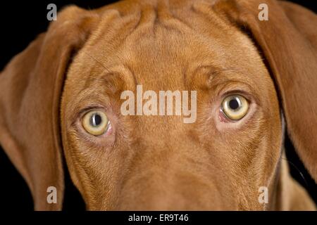 Le Rhodesian Ridgeback yeux Banque D'Images