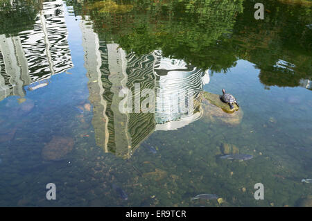 Dh Hong Kong Park CENTRAL HONG KONG Terrapin tortue dans la réflexion de l'étang du poisson de l'eau asie parcs gratte-ciel Banque D'Images