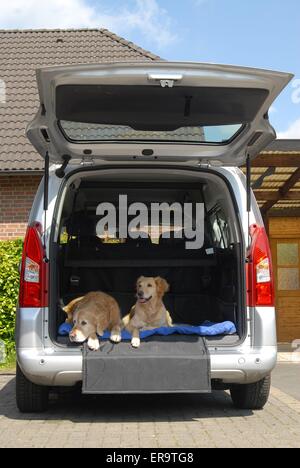 Golden Retriever dans... Banque D'Images