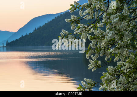 Bird-cerisier en fleurs sur la rive de lac Teletskoye. La réserve naturelle de l'état de l'Altaï. La Russie Banque D'Images