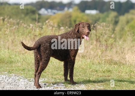 Comité permanent Curly Coated Retriever Banque D'Images